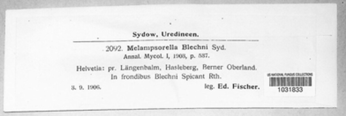 Milesina blechni image